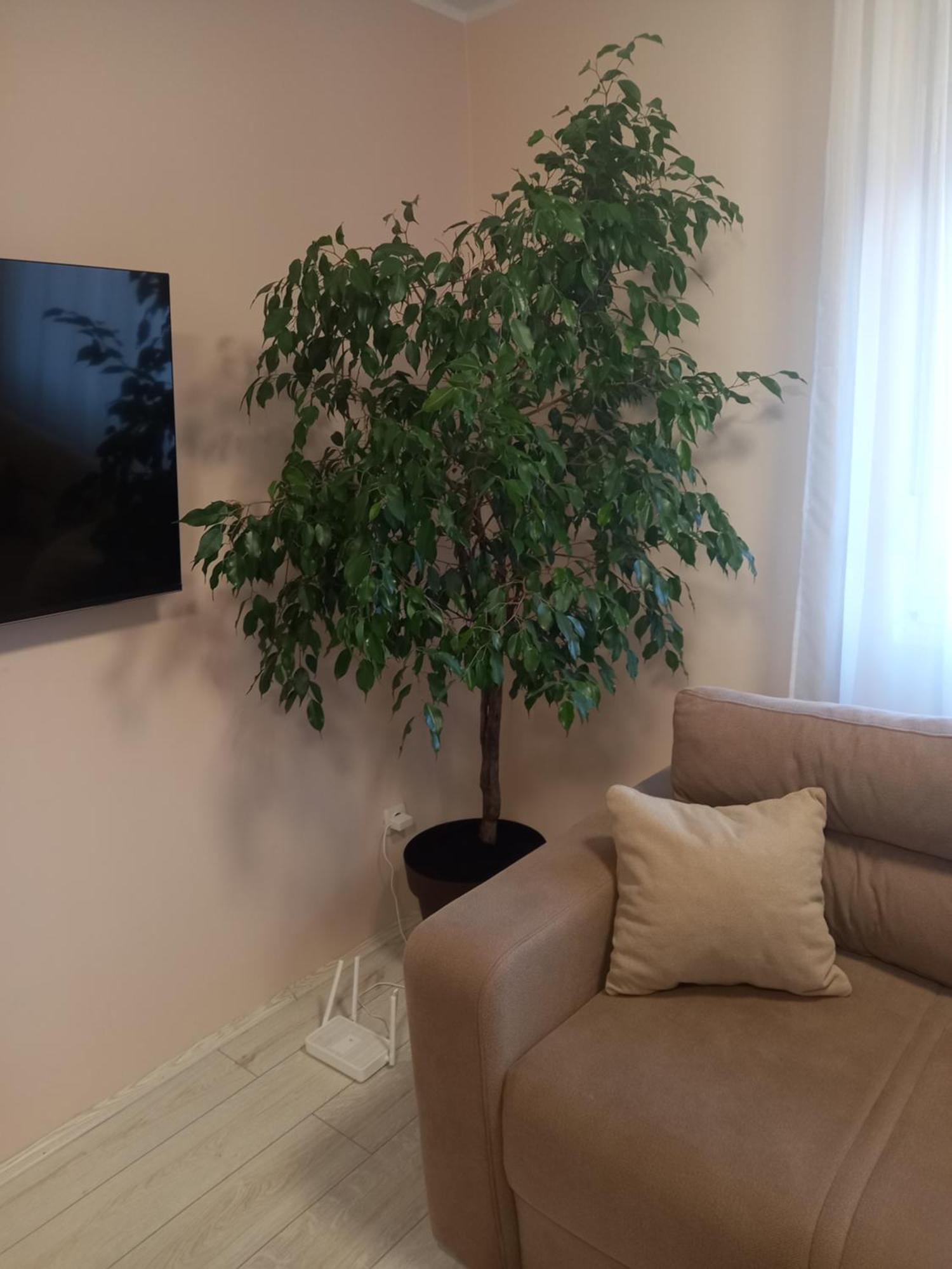 Leda Apartmani Smederevo Eksteriør billede